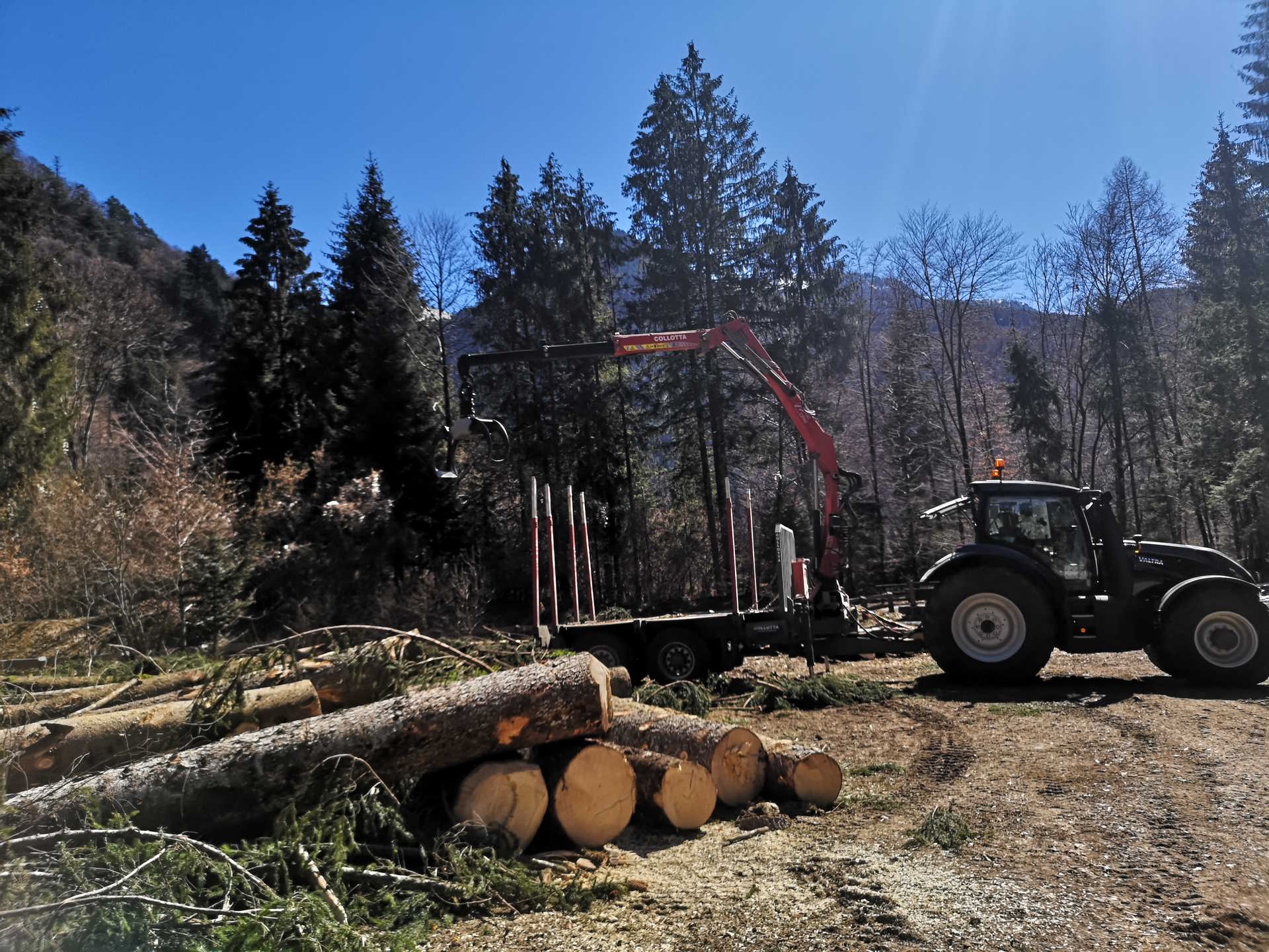 LAVORI BOSCHIVI